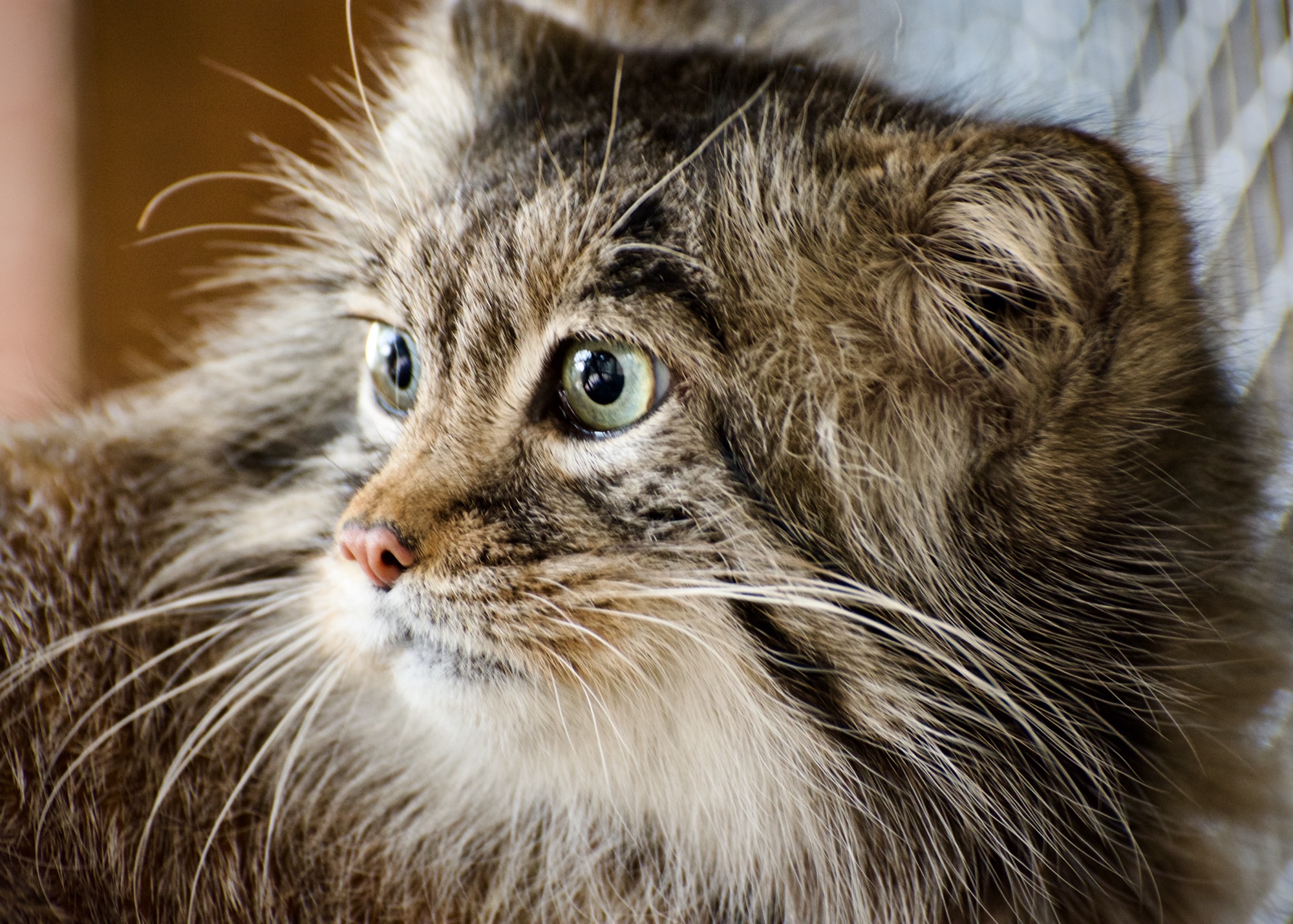 Pallas's cat