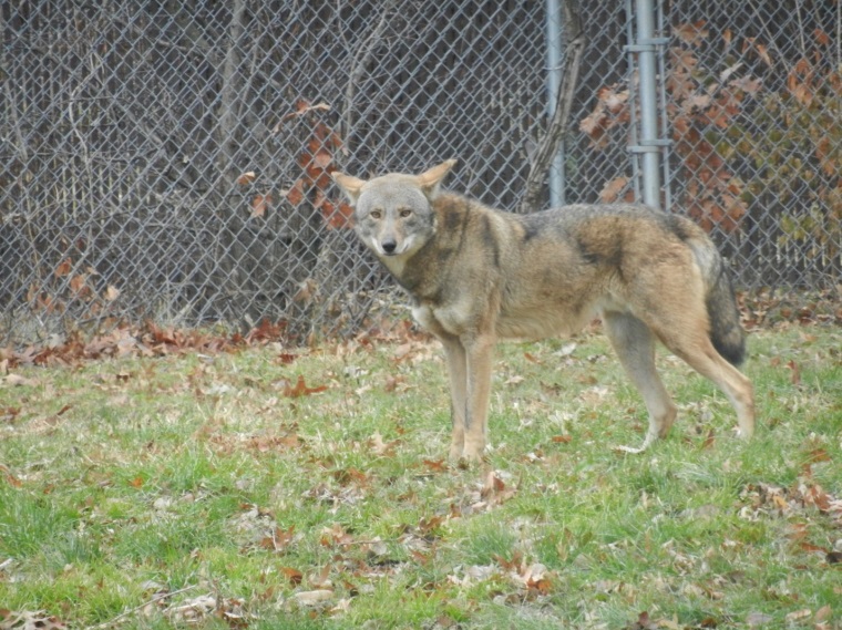 Male Red Wolf