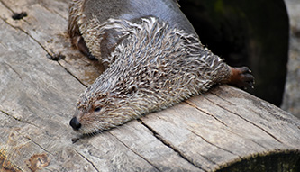 Otter