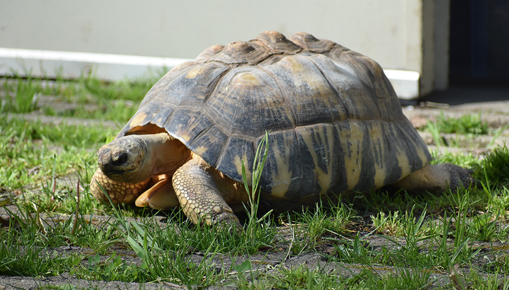 tortoise